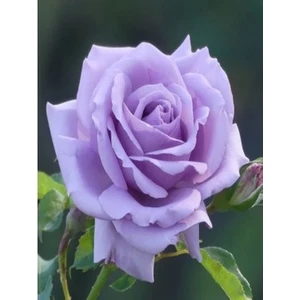 Ucuzluk Diyarı Polyanna Mor Gül Fidanı Kokulu Saksılı 30 40 Cm Arası