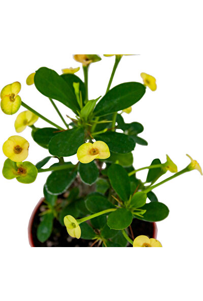 Grow Botanik Euphorbia Milii Dikenler Tacı Sarı Çiçek 8,5'luk Saksıda
