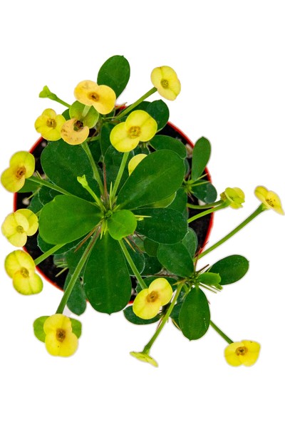 Grow Botanik Euphorbia Milii Dikenler Tacı Sarı Çiçek 8,5'luk Saksıda