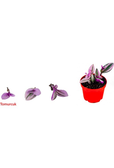Grow Botanik Telgraf Çiçeği Tomurcuk Yetiştirme Seti Hobi
