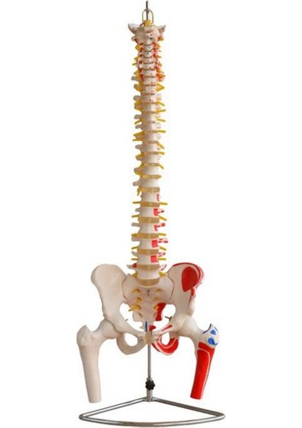 Pelvis Ve Femur Başlarını Gösteren Omurga Ve Kalça Modeli Kaslar Boyalı Gerçek Boyut 75cm