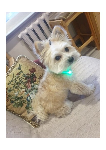 Ayarlanabilir USB Şarj Pet Köpek Tasması LED Gece Yanıp Sönen Aydınlık(Yurt Dışından) modelleri