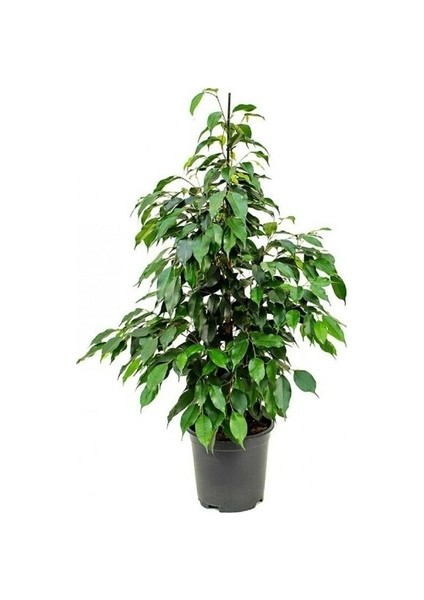 Benjamin Ficus BENJAMINA 100/ 120 cm Yerli Ev Salon Ofis Bitkisi