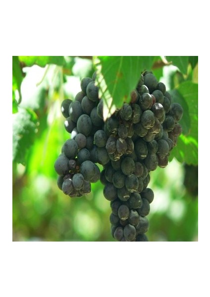 2 Adet Merlot ( Şaraplık ) Üzüm Fidanı Tüplüdür 2 Yaş
