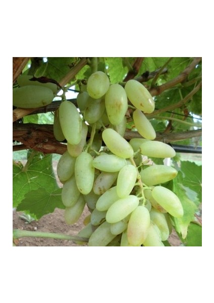 2 Adet Hatun Parmağı Üzüm Fidanı Tüplüdür 2 Yaş