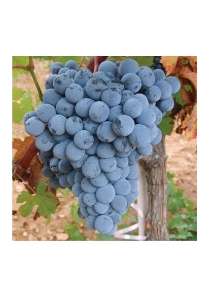 3 Adet Öküzgözü ( Şaraplık ) Üzüm Fidanı Tüplüdür 1,5 Yaş