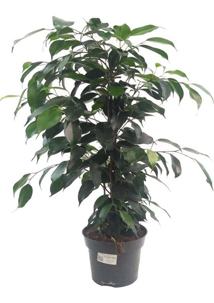 Ficus Benjamin (14 cm Saksıda)