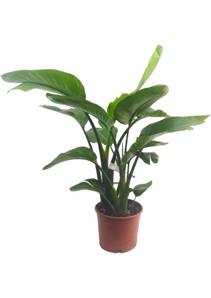 Starliçe - Strelitzia Nicolai - Cennet Kuşu (19 cm Saksıda)