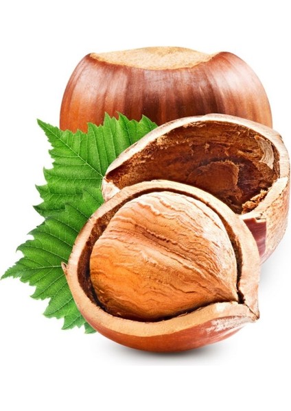 Tüplü Fındık Fidanı Giresun Yağlı 3 Yaş
