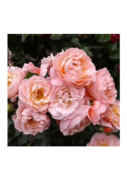 Polyanna Gül Fidanı Kokulu Saksılı 30 40 Cm Arası