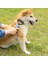 Kedi Köpekler Tüy Dökücü Tarak Dolk Açıcı Kürk Kırpma Tüy Dökülme Fırçası Tımar Aletleri(Yurt Dışından) 4