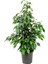 Benjamin Ficus BENJAMINA 100/ 120 cm Yerli Ev Salon Ofis Bitkisi 1