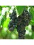 2 Adet Merlot ( Şaraplık ) Üzüm Fidanı Tüplüdür 2 Yaş 1