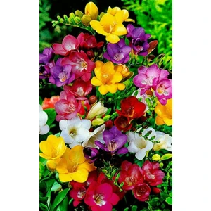 Gardenya Tohumculuk 5 Adet Katmerli Karışık Mis Kokulu Frezya Çiçek Soğanı