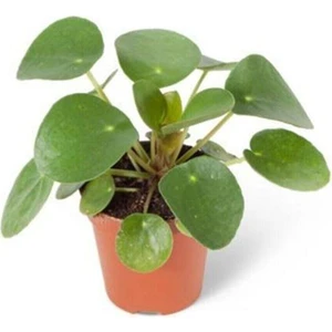 Bebek Pilea Çiçeği Baby Pilea Peperomioides Çin Para Ev Bitkisi