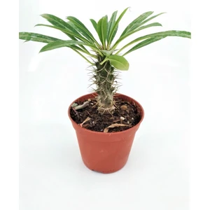Pachypodium Lamerei (Madagaskar Palmiyesi) Nadir Tür Kaktüs Sukulent