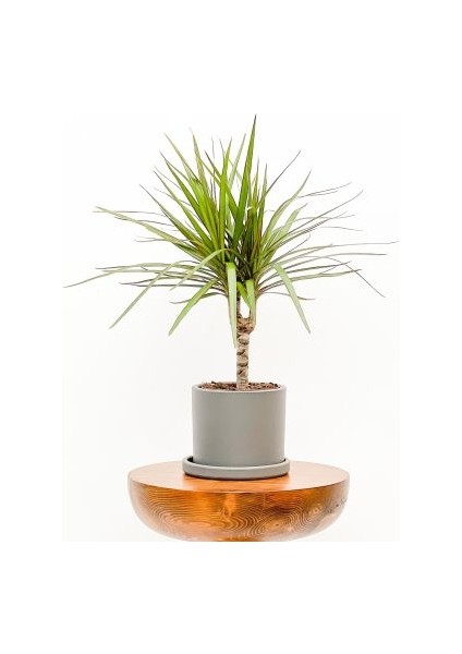 Dracaena Marginata-Tek Gövdeli Ruby Gri Saksılı