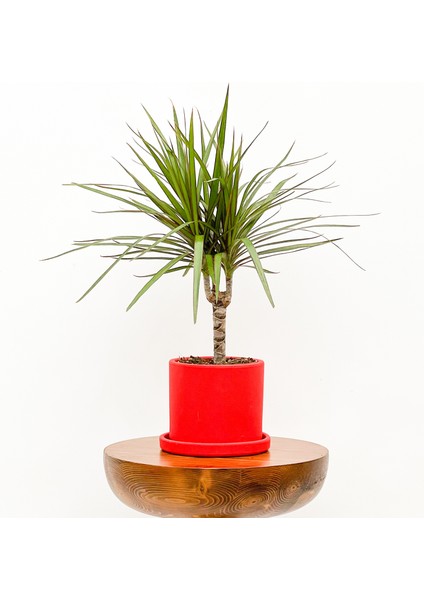 Dracaena Marginata-Tek Gövdeli Ruby Kırmızı Saksılı