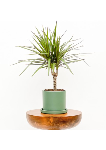 Dracaena Marginata-Tek Gövdeli Ruby Yeşil Saksılı