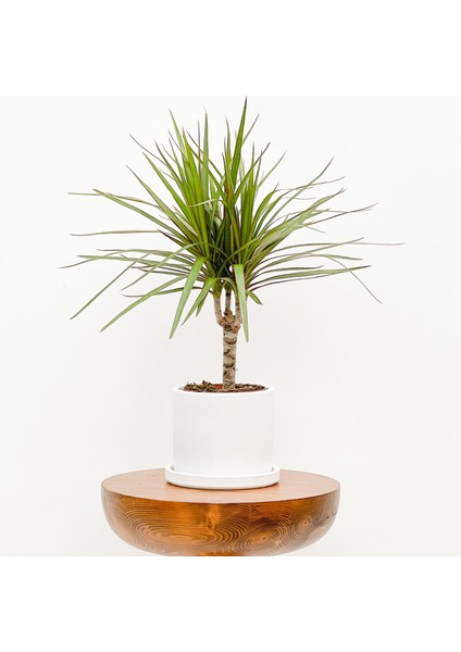 Dracaena Marginata-Tek Gövdeli Ruby Beyaz Saksılı