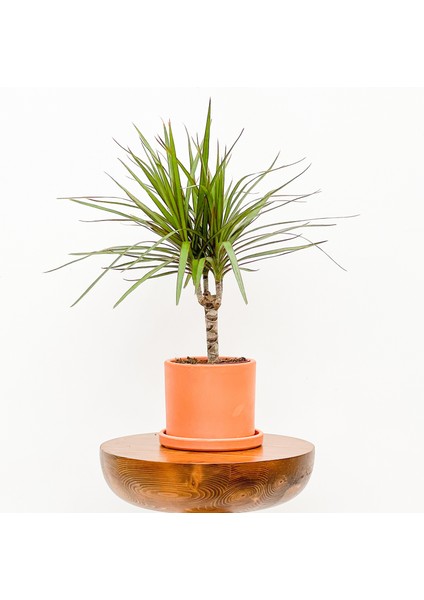 Dracaena Marginata-Tek Gövdeli Ruby Terra Cotta Saksılı