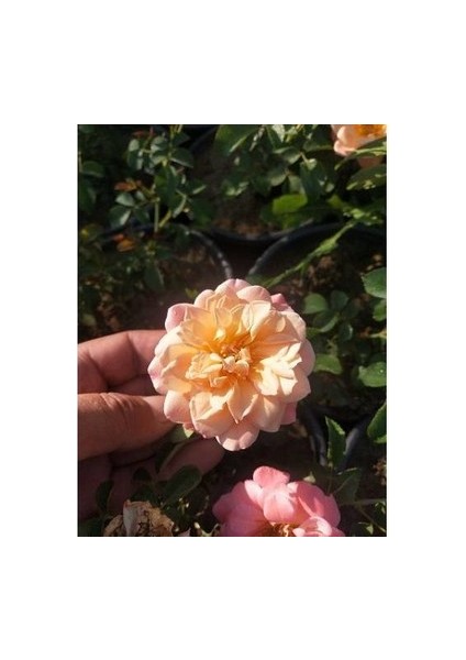 2 Adet Polyanna Turuncu Gül Fidanı Kokulu Saksılı 30 40 cm Arası