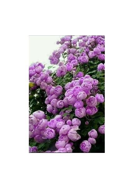 2 Adet Sarmaşık Pembe Gül Fidanı Saksılıdır