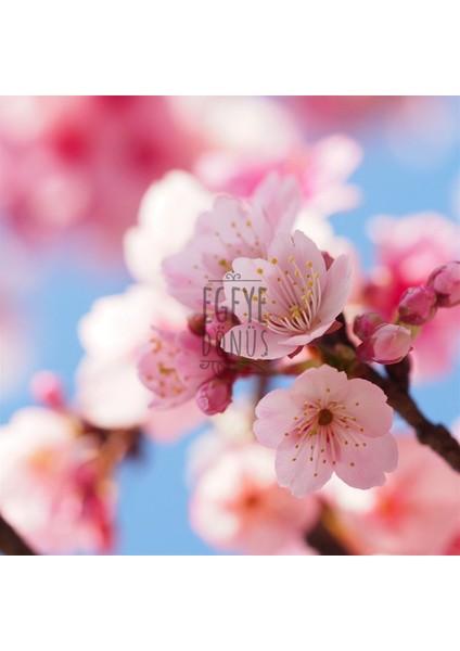 Sakura Japon Kiraz Çiçeği Kolonyası Cam Şişe 200 ml (80 Derece) - (Parfümlü) modelleri