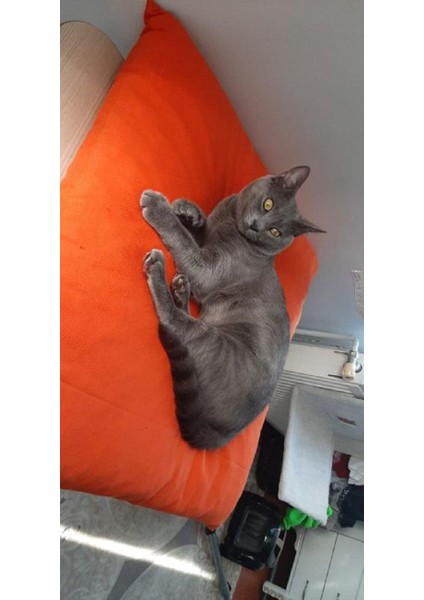 Kedi Köpek Minderi Turuncu