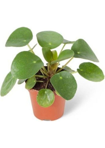 Bebek Pilea Çiçeği Baby Pilea Peperomioides Çin Para Ev Bitkisi