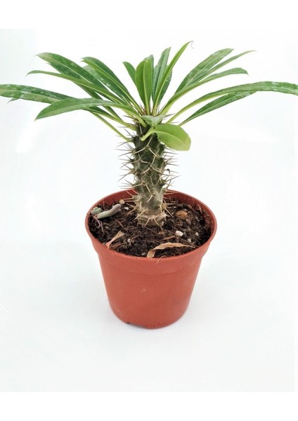Pachypodium Lamerei (Madagaskar Palmiyesi) Nadir Tür Kaktüs Sukulent