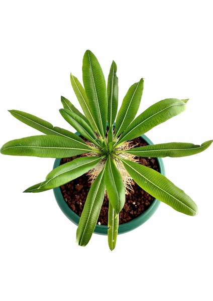 Pachypodium Lamerei (Madagaskar Palmiyesi) Nadir Tür Kaktüs Sukulent fiyatları