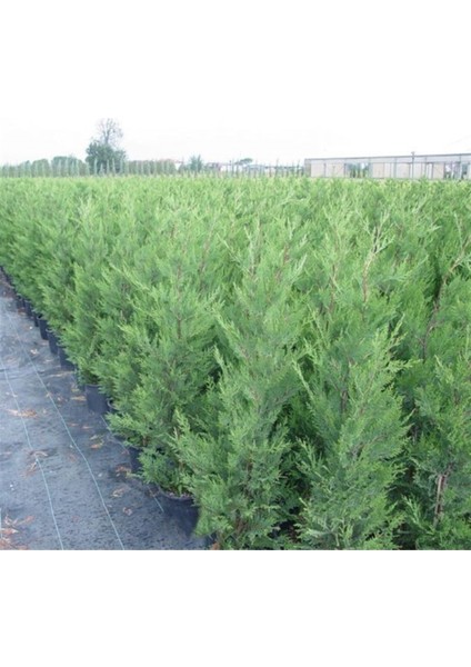 12 Lt Saksıda Cupressocyparis Leylandii Leylandi Fidan 80-100 cm