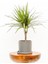 Dracaena Marginata-Tek Gövdeli Ruby Gri Saksılı 1