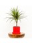 Dracaena Marginata-Tek Gövdeli Ruby Kırmızı Saksılı 1