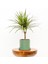 Dracaena Marginata-Tek Gövdeli Ruby Yeşil Saksılı 1