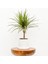 Dracaena Marginata-Tek Gövdeli Ruby Beyaz Saksılı 1