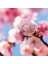 Sakura Japon Kiraz Çiçeği Kolonyası Cam Şişe 200 ml (80 Derece) - (Parfümlü) 3