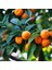 Mandalina Kolonyası Cam Şişe 200 ml (80 Derece) - (Parfümlü) 3