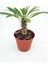 Pachypodium Lamerei (Madagaskar Palmiyesi) Nadir Tür Kaktüs Sukulent 1