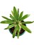 Pachypodium Lamerei (Madagaskar Palmiyesi) Nadir Tür Kaktüs Sukulent 2