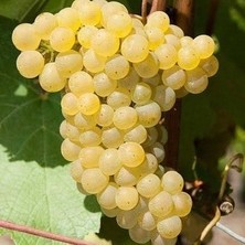 Çiçek Life Sultaniye Çekirdeksiz Üzüm Fidanı Tüplü