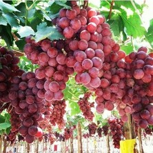 Çiçek Life Crimson Seedles Çekirdeksiz Üzüm Fidanı Tüplüdür