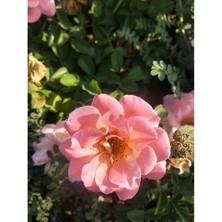 Çiçek Life 3 Adet Polyanna Renk Değiştiren  Gül Fidanı Kokulu Saksılı 30 40 cm Arası