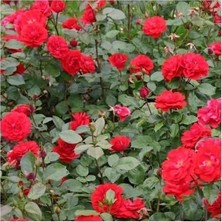 Çiçek Life 3 Adet Yediveren Gül Fidanı Kırmızı Renk Saksılı