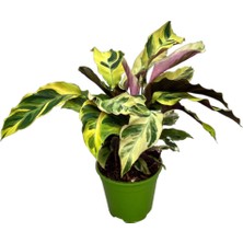 Betonish - Calathea 'Fusion Yellow' (Dua Çiçeği)