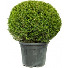 Işık Peyzaj Buxus Microphylla Faulkner Ball - Top Şimşir 80-100 cm