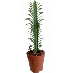 Toru Bahçe Euphorbia Trigona Rubra  Yeşil  Süt Ağacı 1 Lt Sak Sı Içinde 10/20 cm