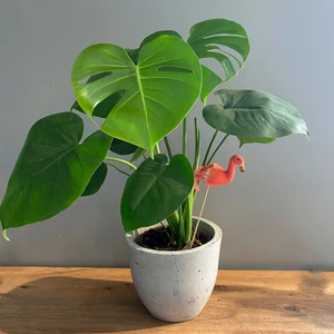 Gold Lotus Deve Tabanı 40-50 Cmmonstera Deliciosa