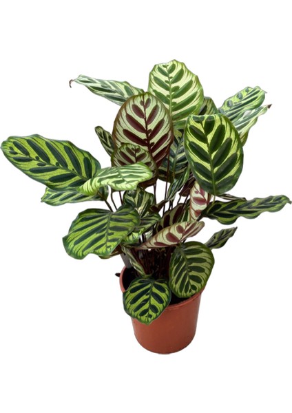 Calathea Makoyana (Dua Çiçeği)